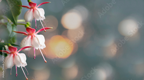 Beautiful bunch of a blooming pink and white fuchsia flowers over natural gray backdrop. flower background with copy space. Soft focu