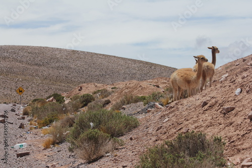 Salta - Llamas