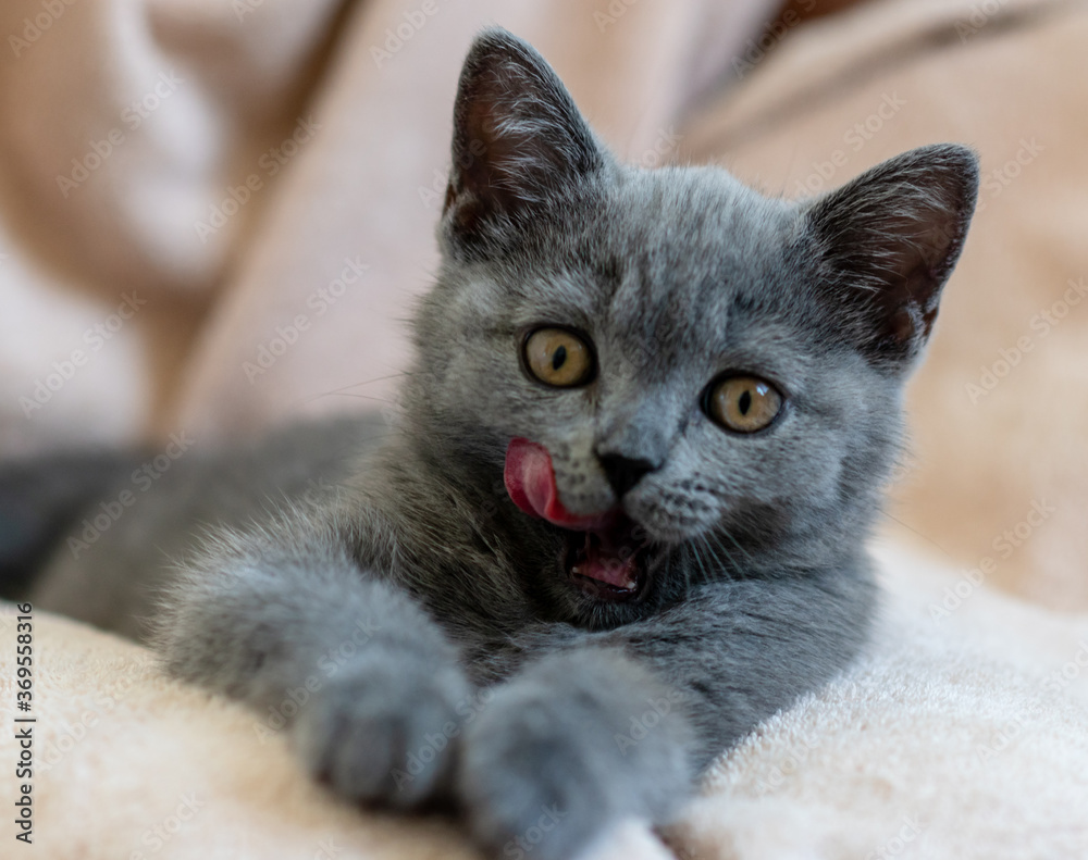 Portrait of cute blue british short hair kitten. Selective focus. Portrait of cute blue british short hair kitten. Selective focus.
