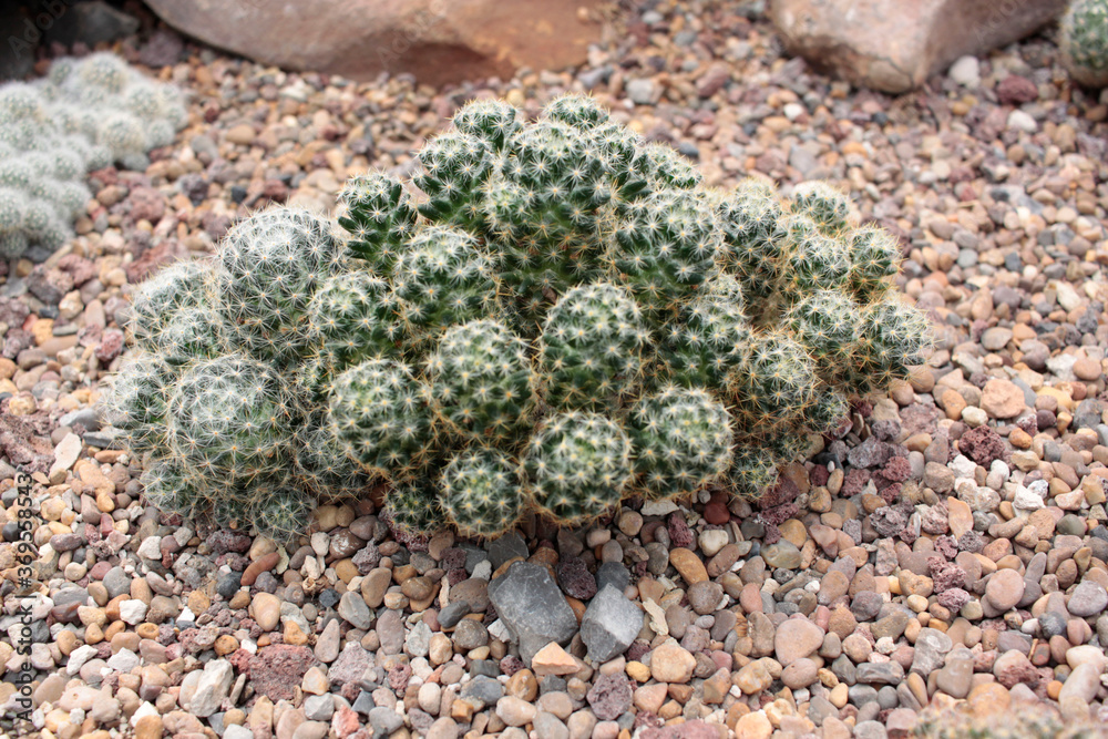 cactácea cactus cactácea cactus
