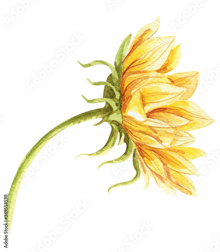 Watercolor sunflower hand painted illustration, perfect for wedding invitation, greeting card, fabric, textile, wallpaper, ceramics, branding, web design, stationery, cosmetic, social media, scrapbook