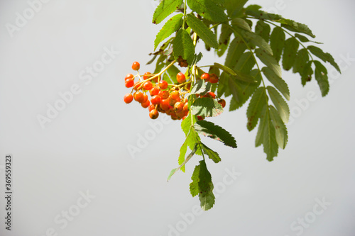 branches of of ripe rowan on a sunny day in the park,, natural background	
