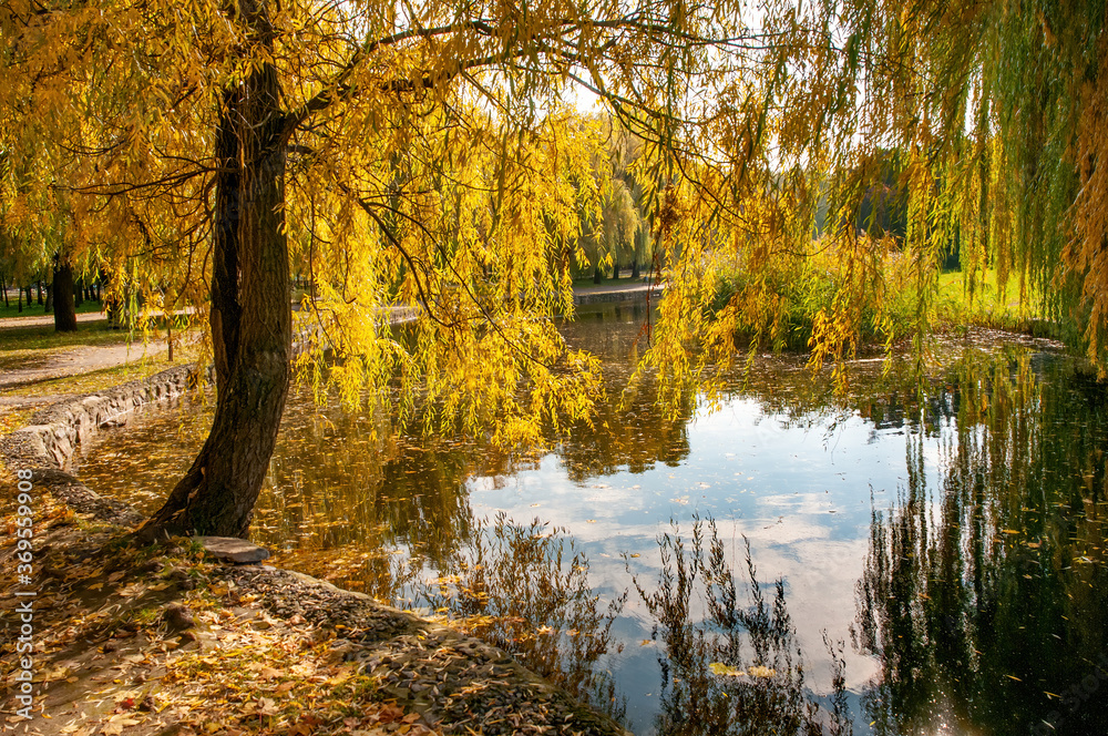Beautiful autumn park with yellowed willow tree reflected in the water.