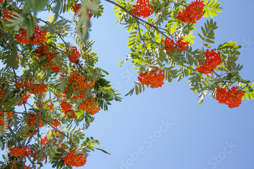 branches of of ripe rowan  on a sunny day in the park, blue sky, natural background photo