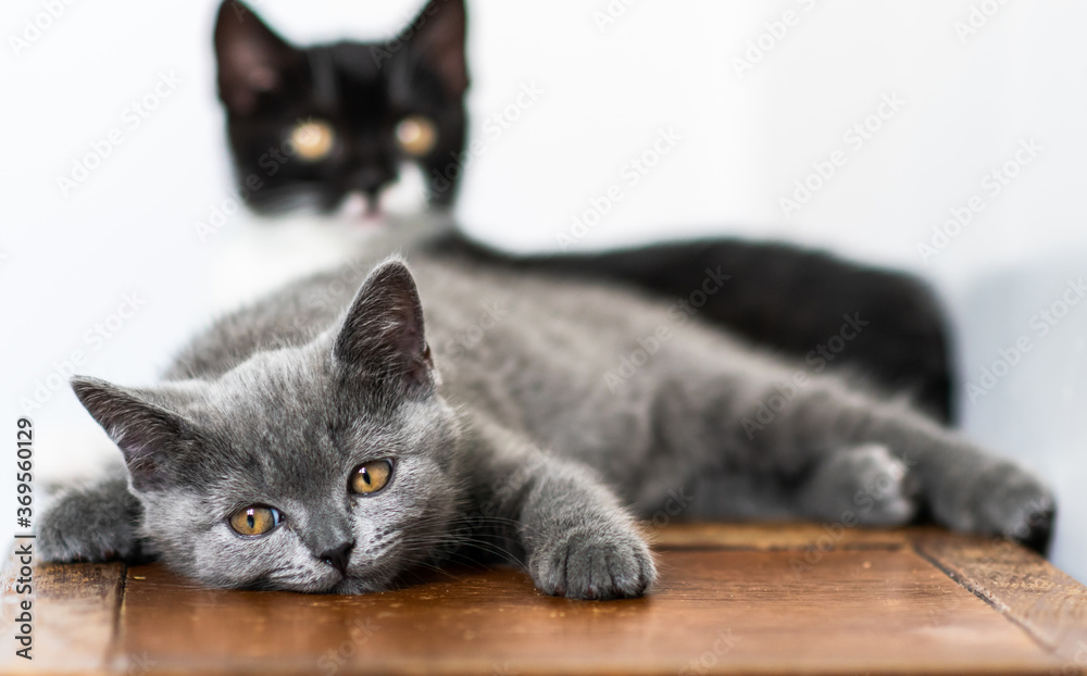 Naklejka premium Portrait of cute blue british short hair kitten. Selective focus.