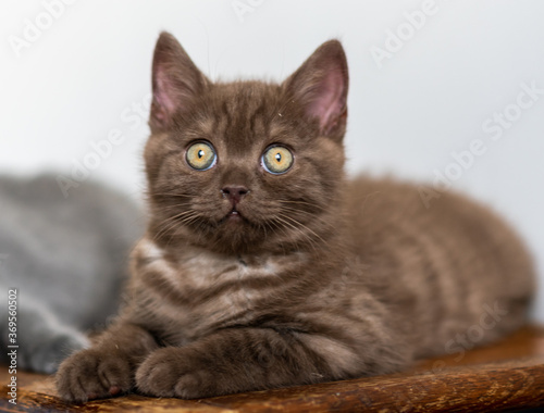 Cute chocolate british shorthair kitten Selective soft focus