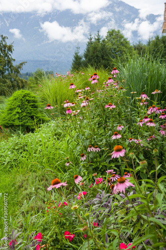 rose chamomile in a green garden amid mountains with clouds