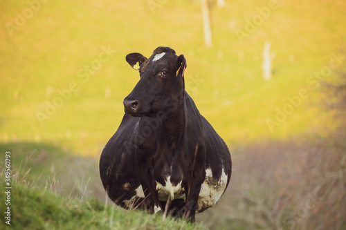 Pregnant cow 