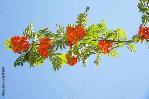 branches of of ripe rowan  on a sunny day in the park, blue sky, natural background photo