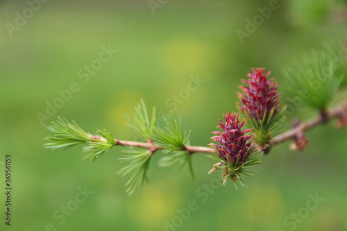 young larch cones on a branch