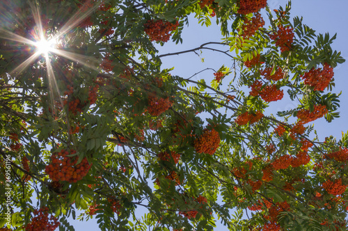 branches of of ripe rowan  on a sunny day in the park, blue sky, natural background