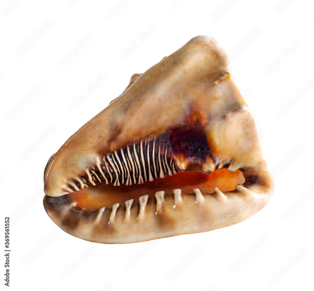 Sea shell isolated on a white background. Beautiful seashell Sea shell isolated on a white background. Beautiful seashell