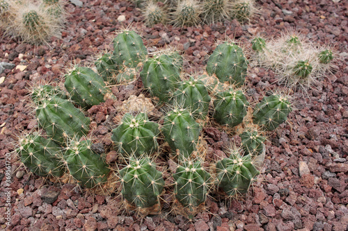 cactácea cactus