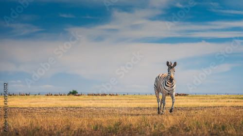 Fototapeta Naklejka Na Ścianę i Meble -  young zebra runs in savanna under blue sky with copy space