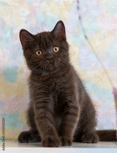 Cute chocolate british shorthair kitten Selective soft focus