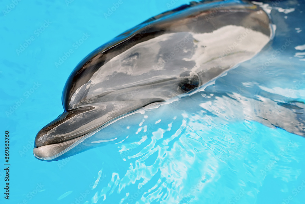 Obraz premium The black sea bottle-nose dolphin in the sky blue water