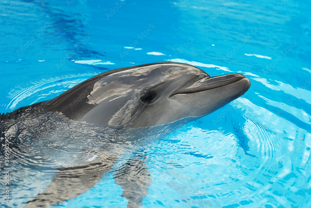 Obraz premium The black sea bottle-nose dolphin in the sky blue water