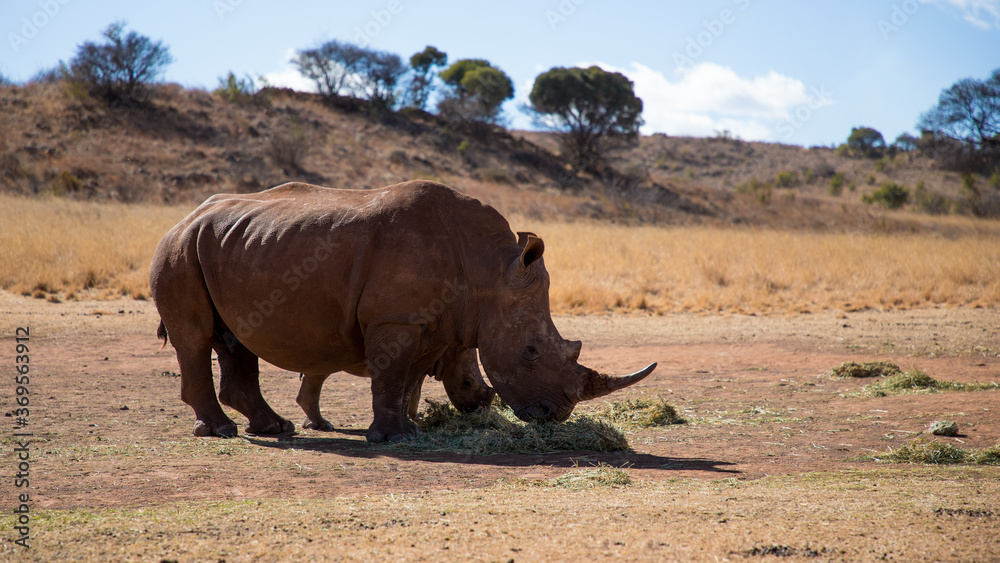 Mother and baby rhino are standing next to each other. Mother and baby rhino are standing next to each other.