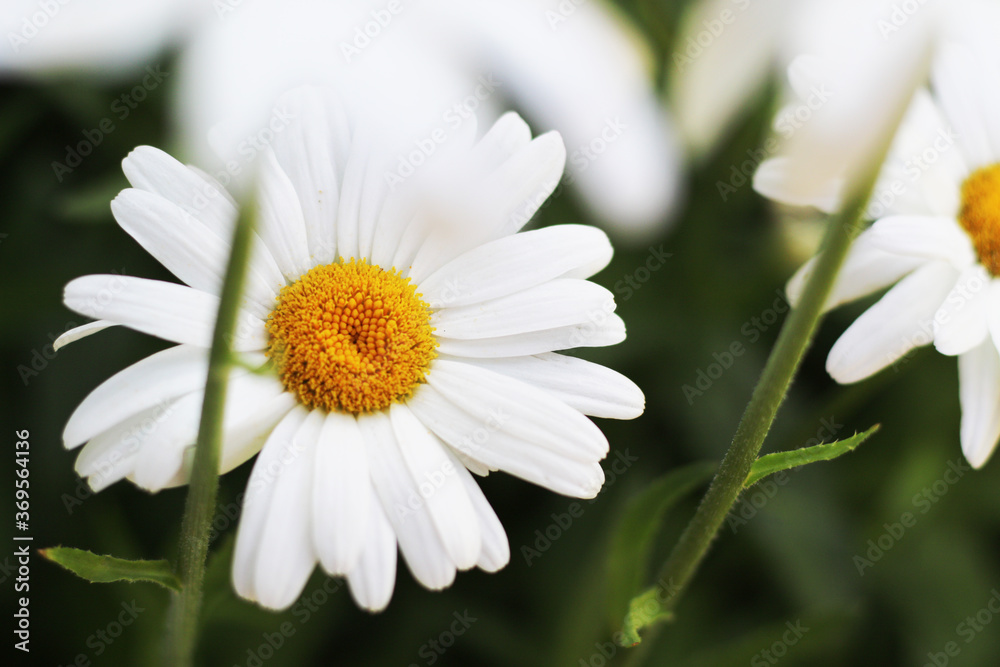 Fototapeta premium chamomile flowers in garden
