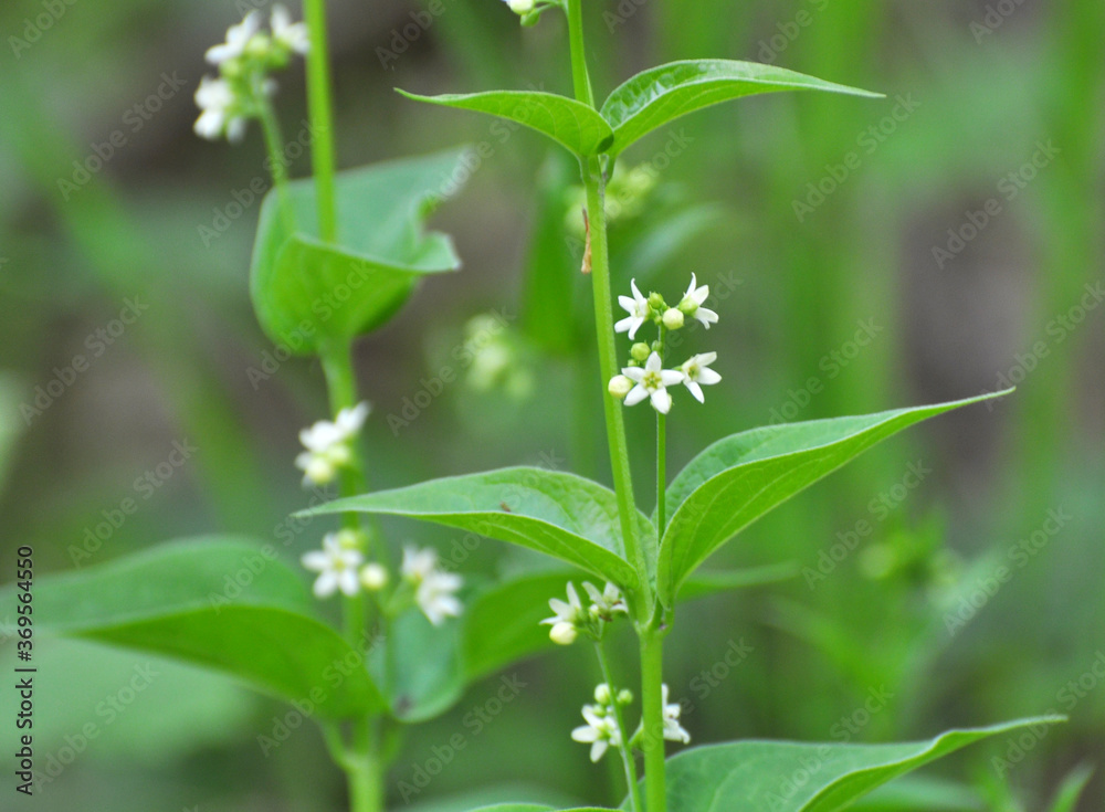 In spring, Vincetoxicum hirundinaria blooms in the forest In spring, Vincetoxicum hirundinaria blooms in the forest