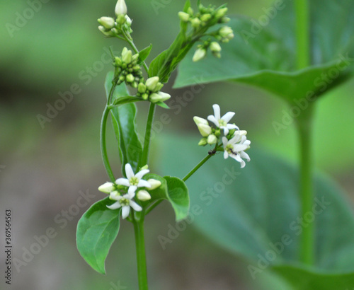 In spring  Vincetoxicum hirundinaria blooms in the forest