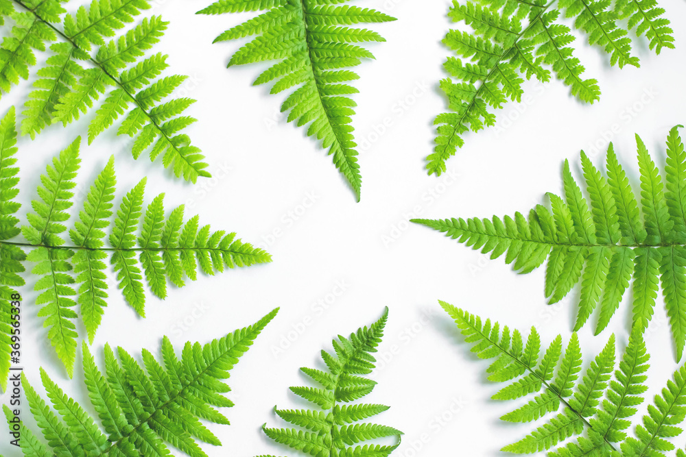 Bright light green fern on white background. Isolated leaves wallpaper. Colorful copy space mock up for your text. Frame