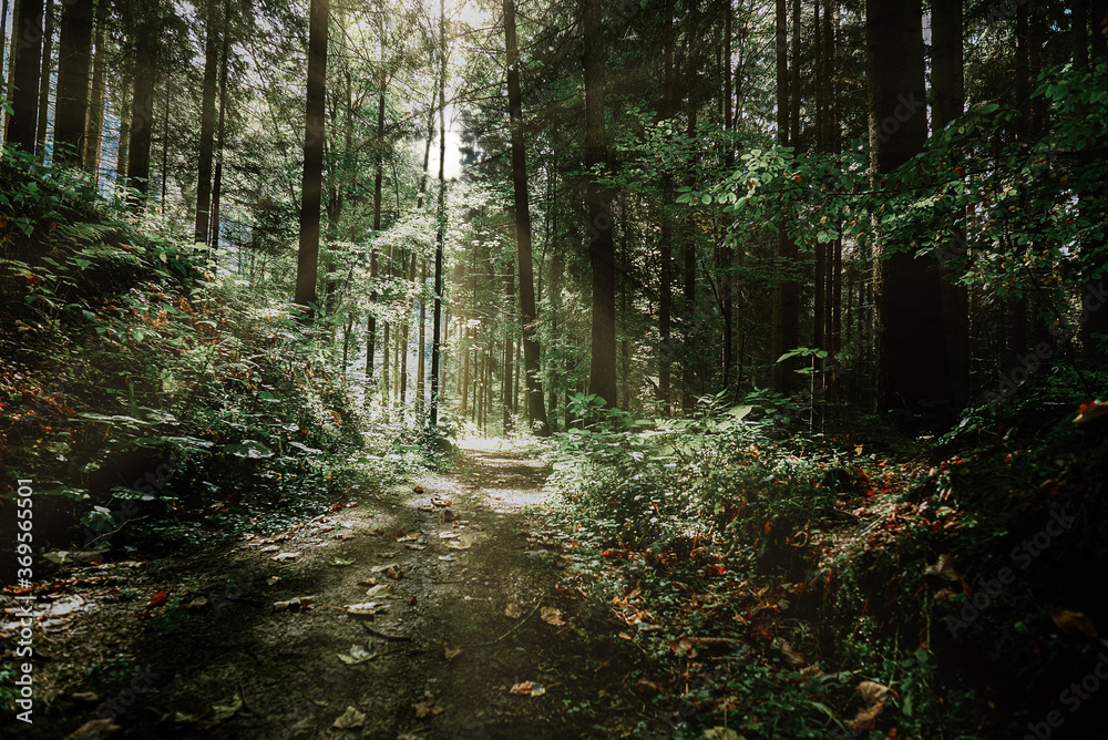 Obraz premium Magic dark forest. Autumn forest scenery with rays of warm light. Mistic forest. Teplickie Rocks Sudety Mountains
