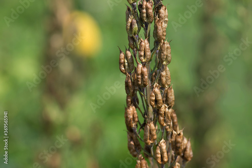 Delphinium field to production seed industry. Delphinium inflorescene and seeds of  flowers. photo