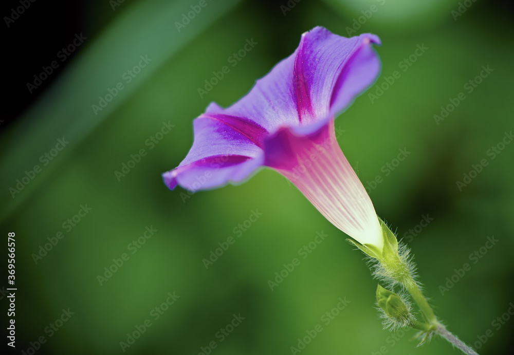 Fototapeta premium Field bindweed flower macro view concept