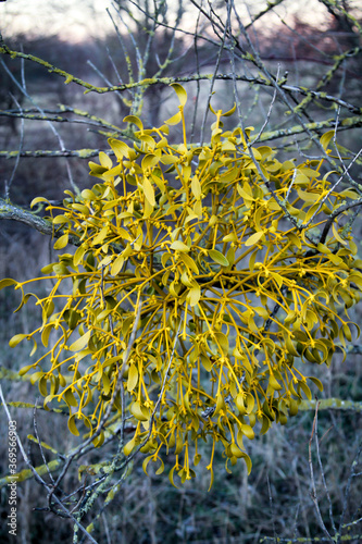 Nahaufnahme einer Mistel im Baum. Misteln sind Schmarotzerpflanzen und leben auf Kosten des Wir photo