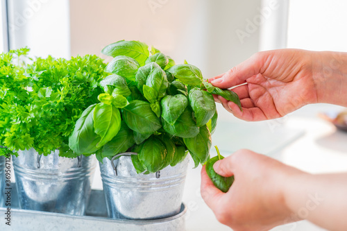Close up woman's hand picking leaves of basil greenery. Home gardening on kitchen. Pots of herbs with basil, parsley and thyme. Home planting and food growing. Sustainable lifestyle, plant-based foods photo