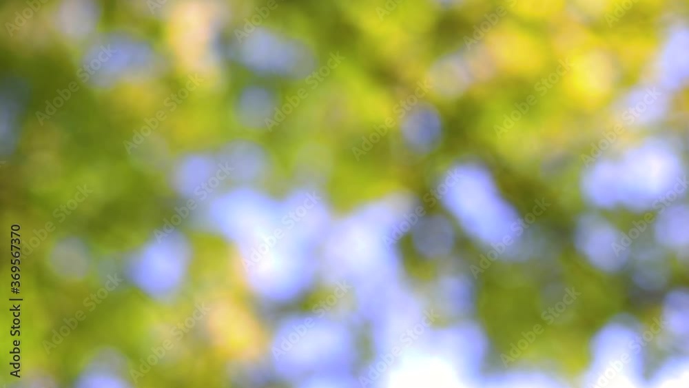 Falling leaves in autumn park with colorful trees as defocus background Falling leaves in autumn park with colorful trees as defocus background