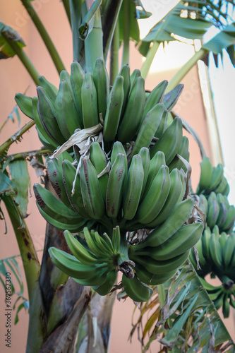 Blick auf eine Bananenstaude mit noch grünen Bananen. photo