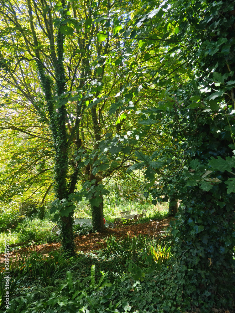 Fototapeta premium Green Woodland Landscape and Trees, Guernsey Channel Islands