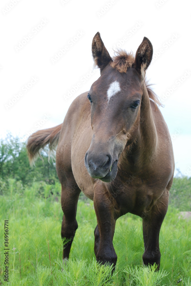 portrait of a horse