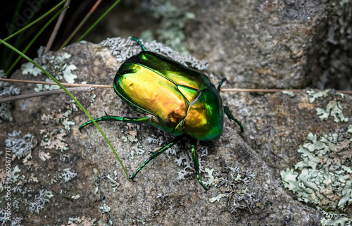 Rose Chafer (Cetonia Aurata), Green Beetle On Rock With Lichen © grafxart