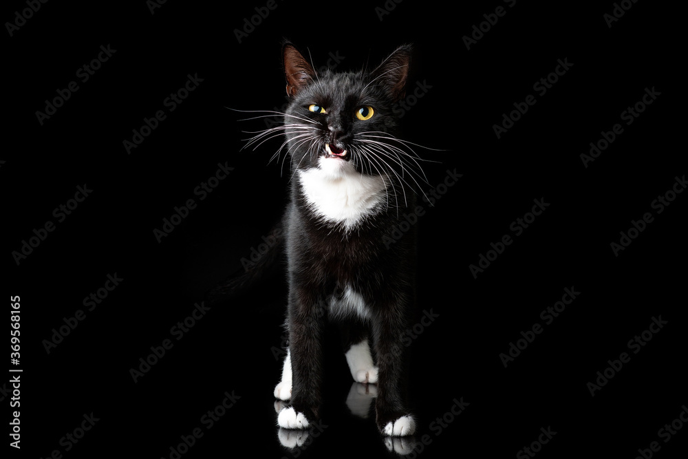 Black young cat, photographed in the Studio on a black background. Closeup portrait. Different emotions