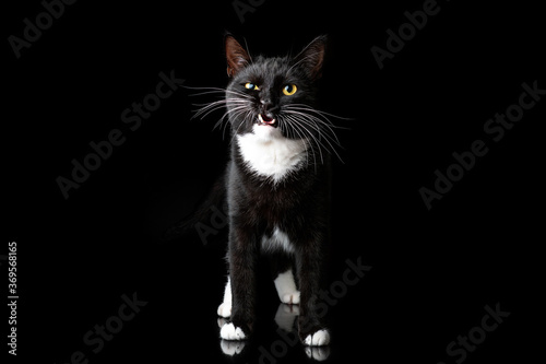 Black young cat, photographed in the Studio on a black background. Closeup portrait. Different emotions