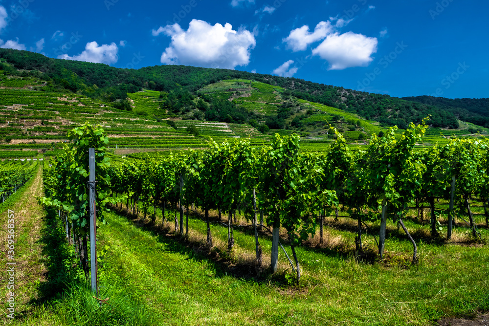 Vineyard With Terraces In The Wachau Danube Valley In Austria