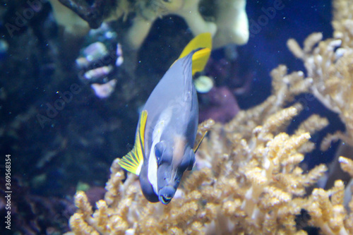 tropische Fische im Riff und ihrer natürlichen Umgebung 