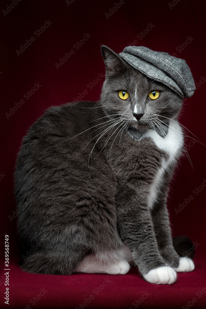 Obraz premium elegant gray cat wearing hat and bowtie sitting and posing with elegance on red brown background