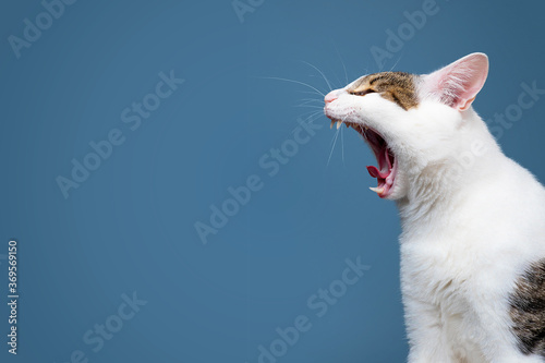 A yelling cat head profile with long whiskers on a blue background