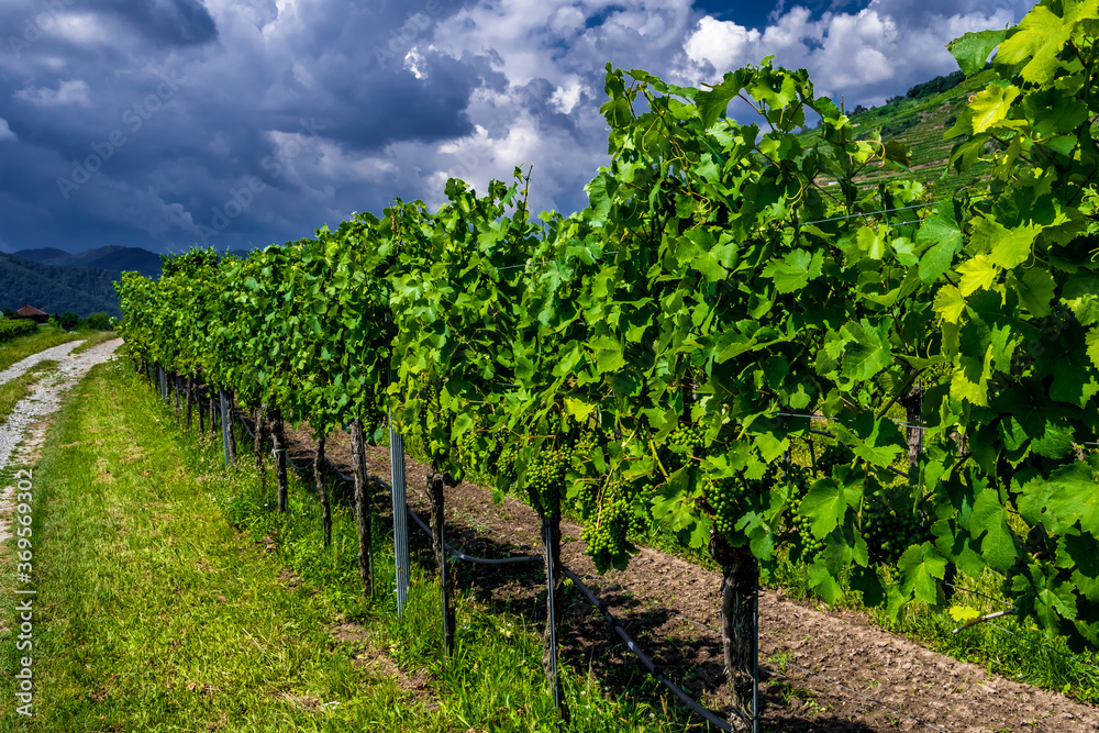 Fresh Green Grapes In Vineyard With Terraces In The Wachau Danube Valley In Austria