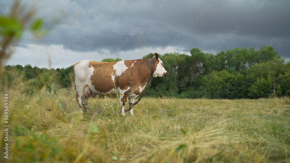 beautiful red cow stands in the meadow against the background of the forest. A young red-haired cow stands on the green grass. A young red-haired cow grazes in a field near the forest. 