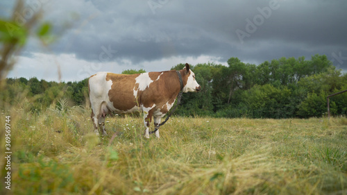 beautiful red cow stands in the meadow against the background of the forest. A young red-haired cow stands on the green grass. A young red-haired cow grazes in a field near the forest. 