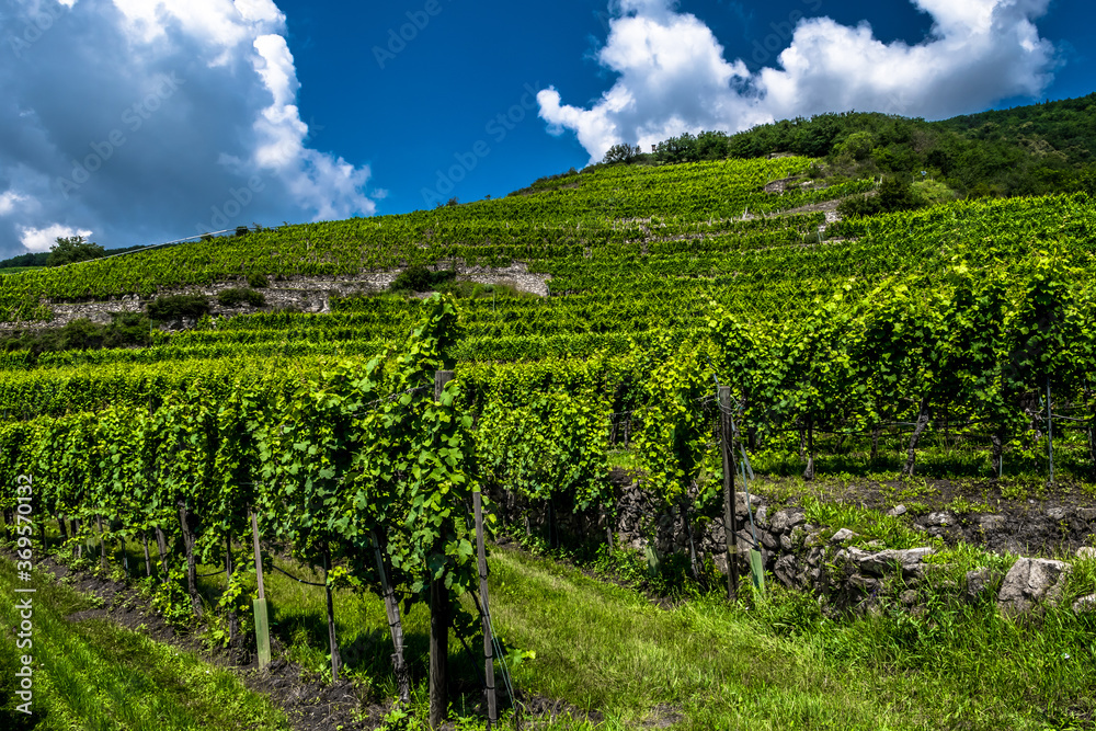 Vineyard With Terraces In The Wachau Danube Valley In Austria