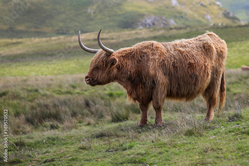 Highland Cow in the Black Mountains