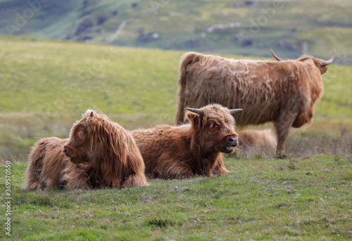Highland Cow in the Black Mountains