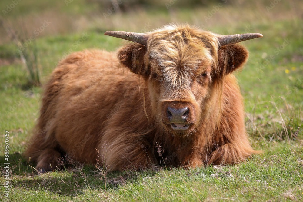 Highland Cow in the Black Mountains Highland Cow in the Black Mountains