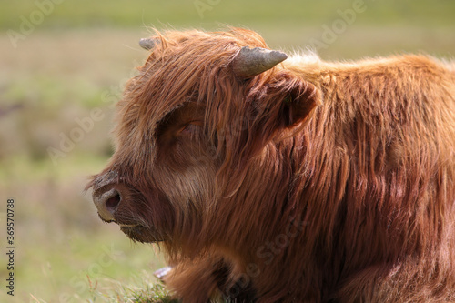 Highland Cow in the Black Mountains